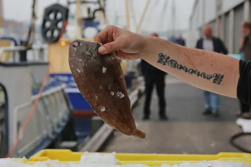 noordzeevis uit ijmuiden 5