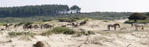 pano paarden kennemerduinen small