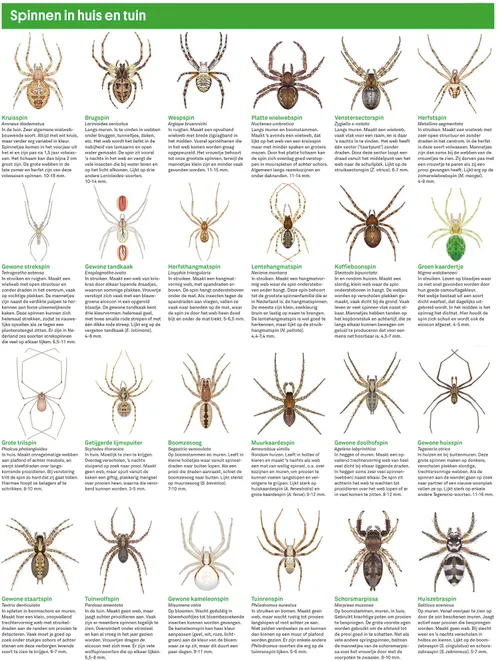 spinnenkaart