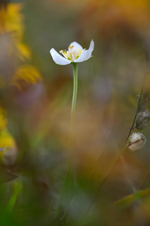 stengel en witte bloem van parnassia door ronald van wijk
