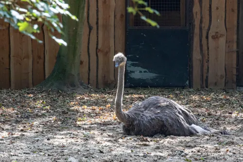 struisvogel