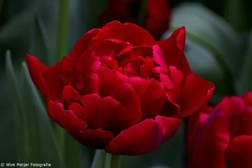 tumblr nman6i0dgn1svvyvco1 1280