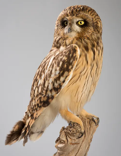 velduil pvm 2011 09 perbericht collectie en collectiestuk van de maand