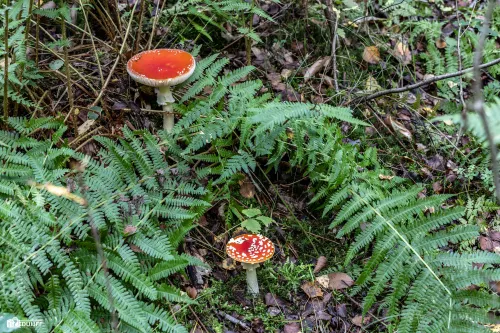 vl zwam tussen varens