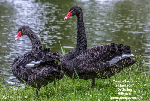 zwarte zwanen