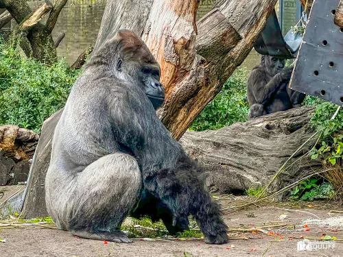 gorilla