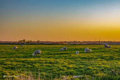 schapen op het veld