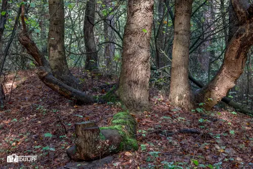 bomen &amp; mos