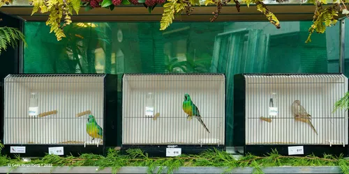 het gouden ei 2022 008