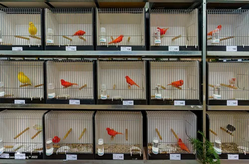 het gouden ei 2022 021