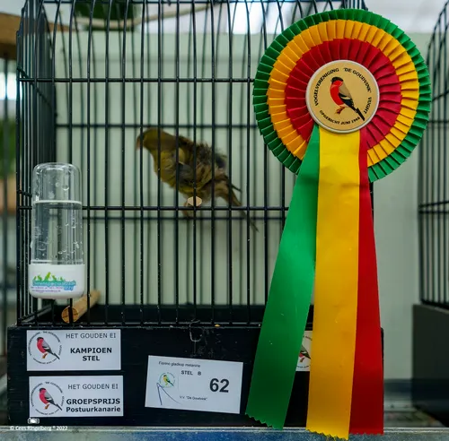 het gouden ei 2022 022