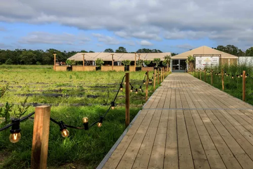 persfoto asperges in het veld