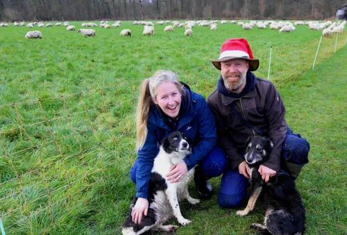 schapen door straten van helvoirt 13