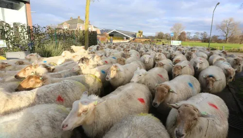 schapen door straten van helvoirt 5