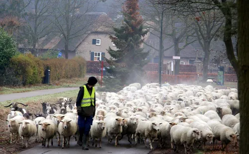 schapen helvoirt biezenmortel 1