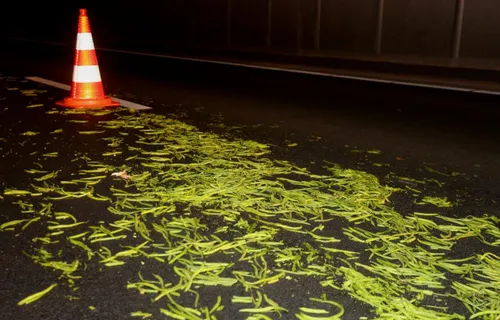 sperziebonen op weg a65 vught 1