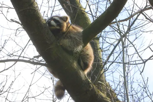 wasbeer in boom vught 7