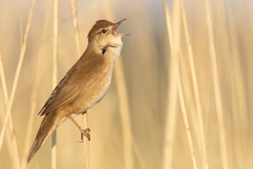 32596-Snor@Jonathan-Leeuwis---Staatsbosbeheer