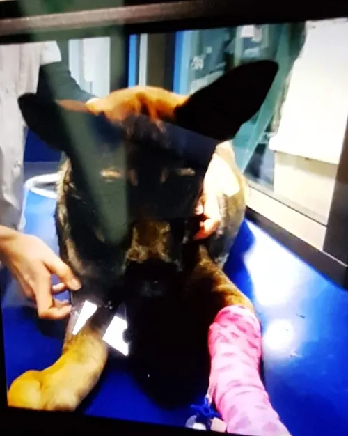 132042473 3977836752272979 3974102241669340471 o