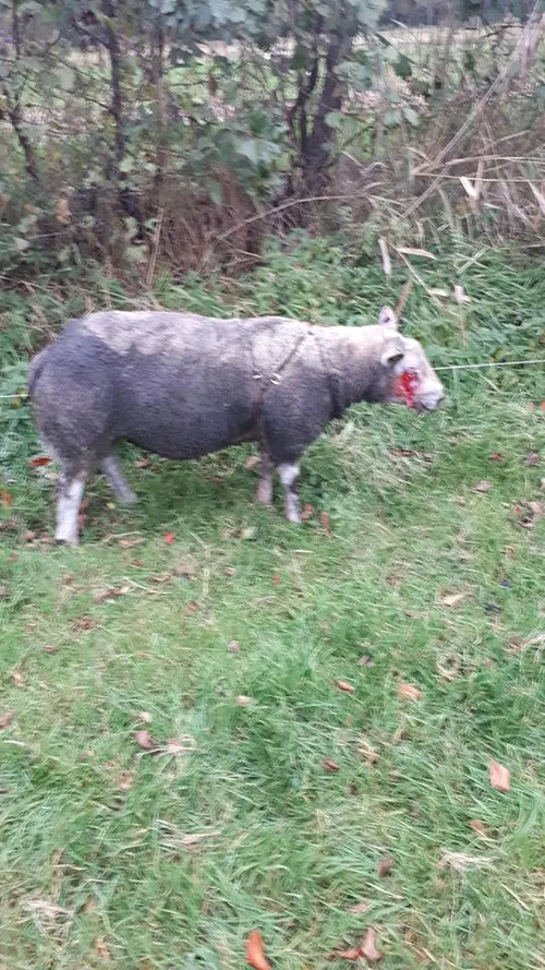 44943325 301624837106793 5297680514226847744 n