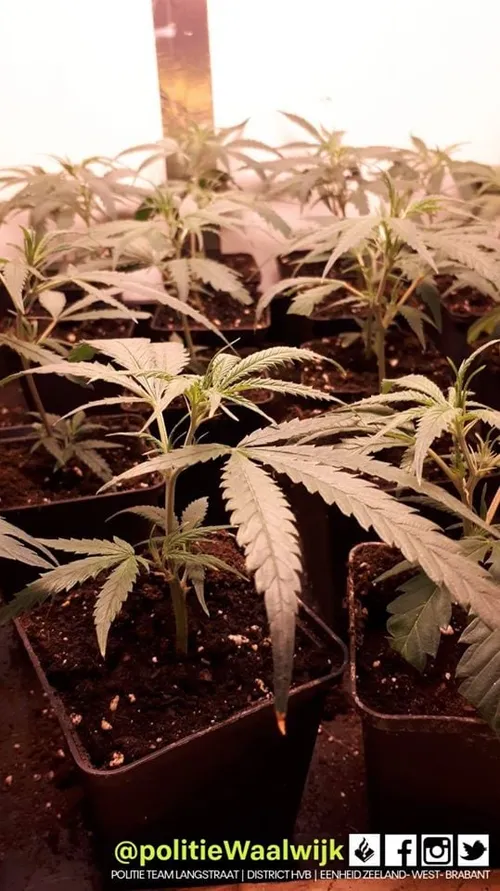 83375599 541849146417693 1554959902693130240 o