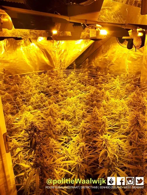 85008419 550942842174990 4692537274536034304 o