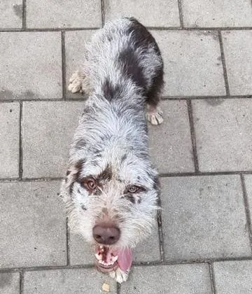 gijs
