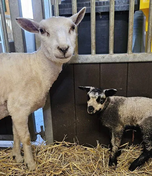 491843650 1163824848878238 6619627329642111481 n