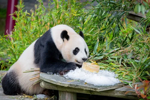 2023 07 fx en ww ijsjes buiten mm 33