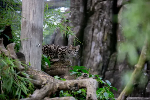 2023 07 nevelpanter jong voor het eerst naar buiten 2