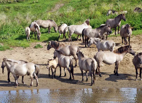 blauwe kamer paarden 02092017 2