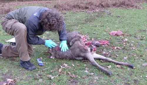 foto dirk goudkuil onderzoek aan dood edelhertkalf