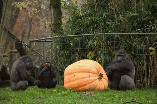 gorilla reuzenpompoen maarten van der geest 1