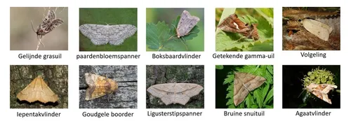 nachtvlinders september