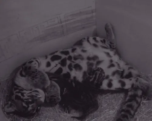 nevelpanter drieling