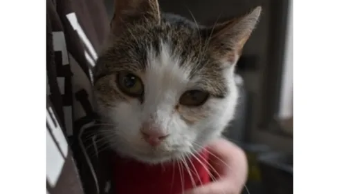 normal 3e224b0e953e032d802fc047b6057ab20e56f5dd