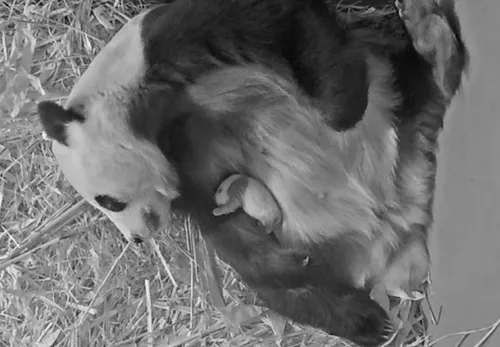 reuzenpandajong met moeder wu wen een maand oud copyright ouwehands dierenpark