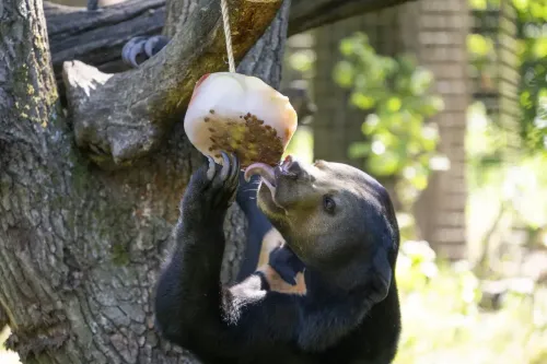 Bevroren fruit voor de beren Foto Mira Meijer<br>