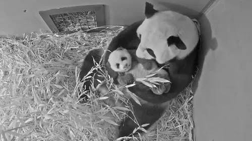 Moeder en kind in het kraamhol<br>