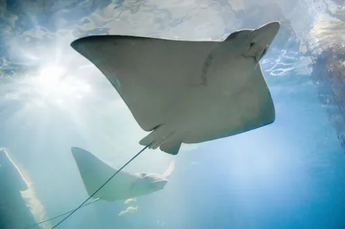 Adelaarsrog in de Ocean