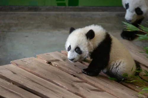 Lang Yue in het binnenverblijf<br>
