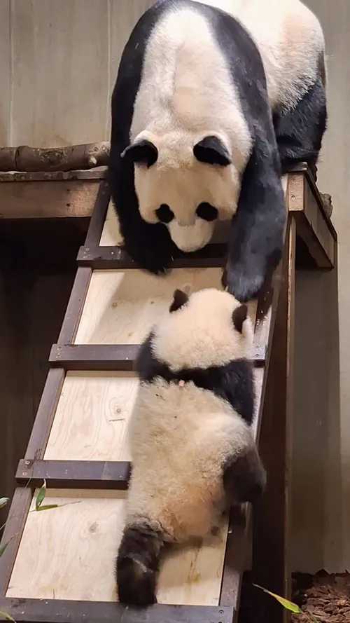 Lang Yue houdt van klimmen!<br>