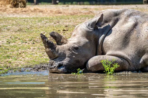 Neushoorn geniet van de leempoel