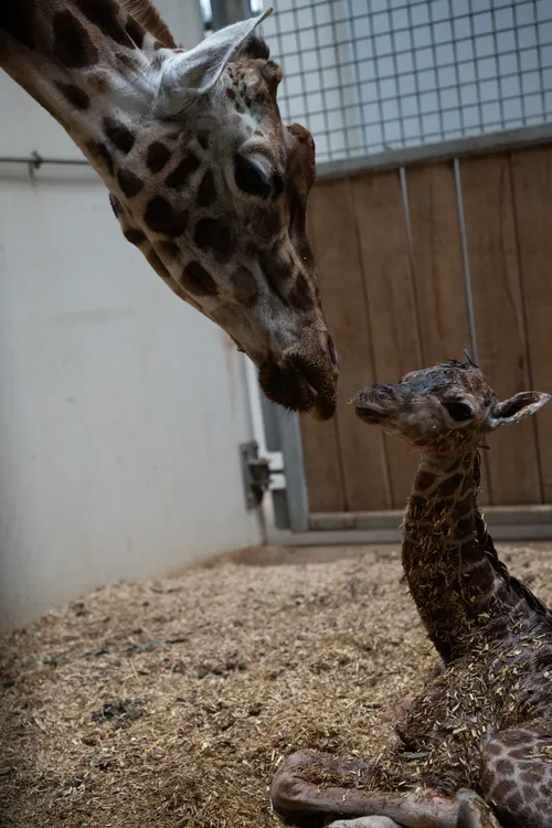 Geboorte-giraffe-1(1)