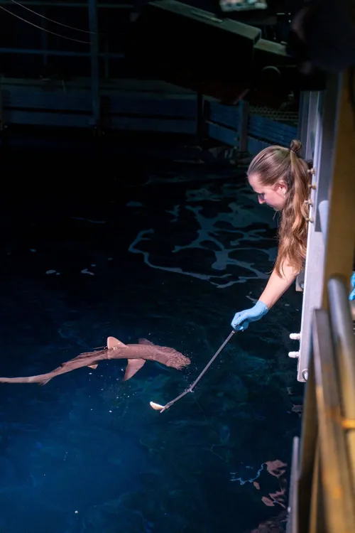 Geslaagd voor voercursus