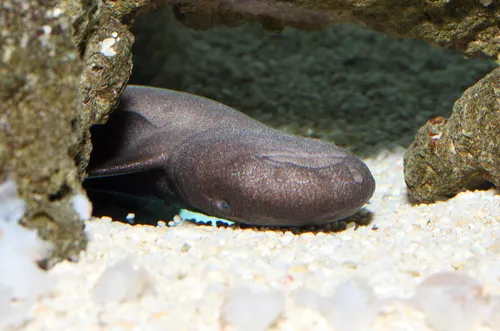 Haaien.Kleine verpleegsterhaai ligt vaak ondersteboven.-Foto-Artis.Ronald van Weeren