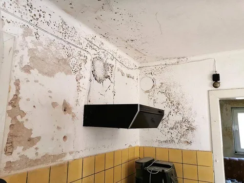 Eén op de vijf huishoudens heeft last van vocht of schimmels.ggd.leefomgeving.nl