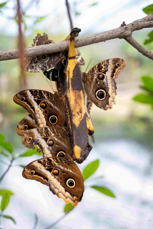 Vlinders-met-banaan-2-Foto-Mira-Meijer