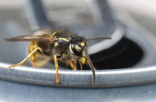 Gewone wesp (Vespula vulgaris) nut kenmerken en meer