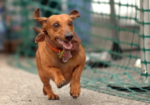 0806 dachshund 485x340